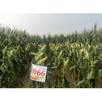 新疆玉米代耕地|陕西王冉农业公司农田代耕种源育66
