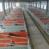 宁夏母猪栏生产厂家/沧州万晟畜牧设备公司定制复合板定位栏