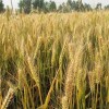 安徽大麦代收割-王冉农业农作物代种植大麦种植